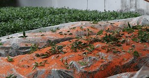 Thu hoạch hoa osmanthus fragrans vào: Video có sẵn (100% miễn phí bản quyền) 3896291231 | Shutterstock