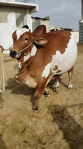 MASHA'ALLAH LAQUW'WATA IL'LAH BIL'LAH ❤❤❤ ❤❤❤ RUSTAM ❤❤❤ MASHA'ALLAH Bharpoor banao or wazandaar bachra Contact for details 0346-3565193 0315-2070756 | Sohrab Goth Gai Mandi