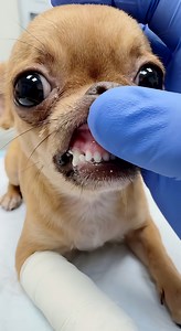 83K views · 654 reactions | The longest 2 seconds of my life.  The vet had to do a "Capillary Refill Test" to make sure Pip's heart is pumping enough blood. Watch his little gum turn white when the vet presses it... Pip froze. He didn't put his lip back down. He just stared at me with those huge, watery eyes like "Mama, am I fading away?" The pink came back, but the fear in his eyes stayed. | Animal Chaos | Facebook