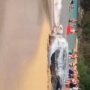 Thats 1 Big Turtle... Whatsapp your Videos: 27 62 615 2029 #dalaucrew #videos For Business Adverts, Viral Videos and Business Memes, contact Admin. | Dala U Crew