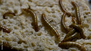 The Mealworm is a species of Darkling Beetle used to feed pets like fish, snakes, birds, and frogs; also called the Mealworm Beetle, with four stages of its lifecycle, egg, larva, pupa, and adult.