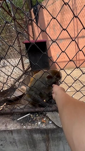 Hehe! 😛🐵 #monkeys | XiaoBao Mad