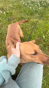 Some unseen bits from the week! Another busy week as always filled with fusses, field runs and the bestest friends 💜🐾 | High Hopes Dog Rescue