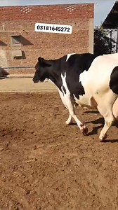 40K views · 1.6K reactions | jersey milk, desi cow, cow and calf, gir...