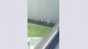 Des chiens font une partie à trois