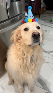 18K views · 6.3K reactions | Dis Rosebud is a runway model.  Strike a Pose Rose | Along Came Polly, Rosie and Bubba | Facebook