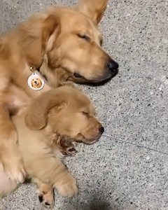 327K views · 17K reactions | Cutest Cuddling Dogs 珞 | Rush Brush | Facebook