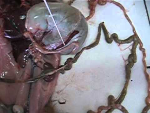 Dissection du lapin : appareil digestif.