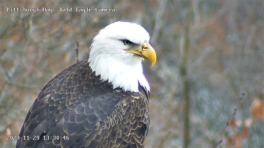 11K views · 986 reactions | This is one of the differences V has from Mom V s beak has dark markings around the nares where Mom s beak does not. Watch the Pittsburgh Hays bald eagles live here: https://pixcams.com/hays-bald-eagle-nest/ | PixCams | Facebook