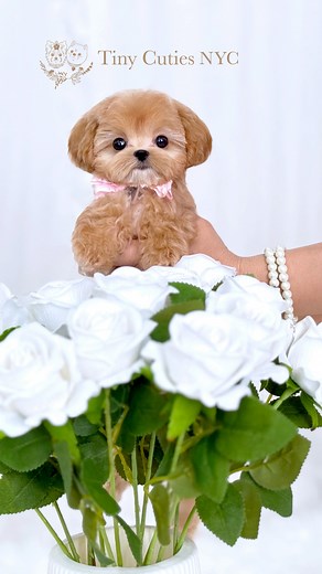 Miu Miu the teacup Maltipoo is the definition of “dream puppy” 🌸 🎀 3-4 lbs. est. adult size 🎀 Babydoll face 🎀 Potty trained & well socialized 🎀 Cuddly with the best temperament 🌐www.tinycutiepuppies.com 📞 1 917-774-5122 💌 DM us! 📍Astoria, Queens, NYC ✈️ Worldwide delivery #maltipoo #tinymaltipoo #maltipoopuppy #tinymaltipoopuppy #maltipoolove #teacupmaltipoo #microteacupmaltipoo #microteacupmaltipoo #cutemaltipoo #fancymaltipoo #maltipoooftheday #raremaltipoo #cutestdog #teacuppuppy #mi