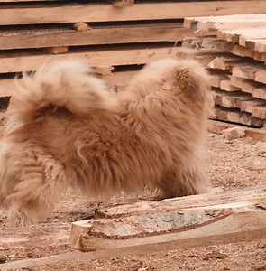 Log Cutter Ideas And More | Gorgeous