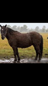 A horse rescue: Millions of Parasitic blood sucking leeshees attack on horse 🐎.#horserescue | Bets news 24h