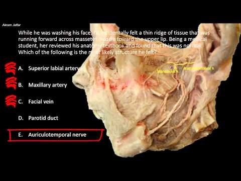 What can normally be rolled against masseter muscle?