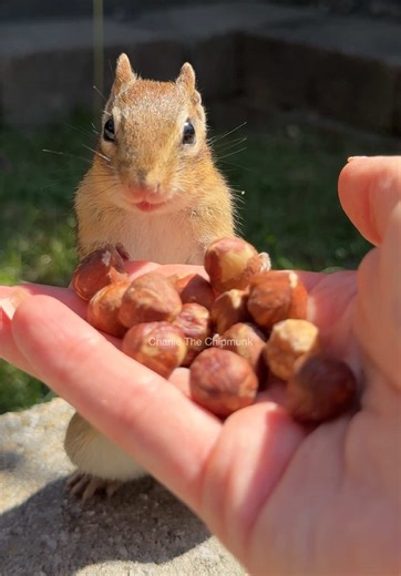 Funny Chipmunk Moments That Will Make You Smile