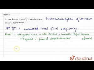 In cockroach alary muscles are associated with -