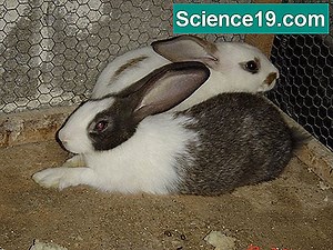 Πώς η αλατότητα επηρεάζει τη διαλυτότητα του οξυγόνου στο νερό; 💫 Επιστημονική Και Δημοφιλή Ιστοσελίδα Πολυμέσων. 2025