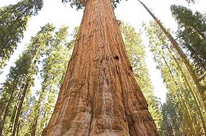 Árvore Sequoia Sempervirens: Características E Fotos – Mundo Ecologia