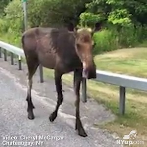 Whoa! Check out this unreal experience one reader had with a moose in Chateaugay. More: https://trib.al/uFrpFzT | NYup.com