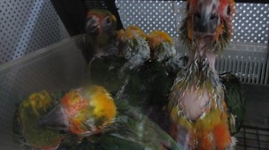 #E Sun Conure – Sc Suap #M Conure Matahari - Handfeed #C 太阳锥尾鹦鹉 - 太阳鹦鹉手养 1. English Please ⬇️Scroll Down⬇️ 2. BM 📲Tatal ke Bawah Halaman 💻 3. 🌐华语🌐请点击📥往下📱查询 📩 #E Details #ForAllPetLovers - With LICENSE & RING Number - Baby Handfeeding / Young / Adult / Pair * The Sun Conure is noted for its loud squawking compared to its relatively small size. The bird is capable of mimicking humans but not as well as some larger parrots. This being said, there are some amongst them that are very capable t