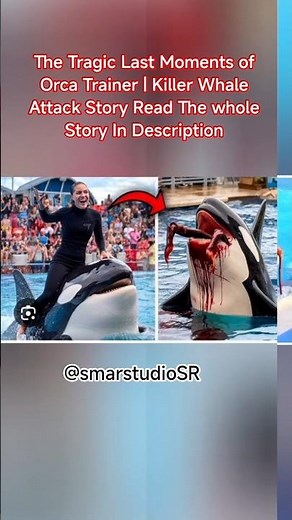 😢 The Tragic Last Moments of Orca Trainer | Killer Whale Attack Story.