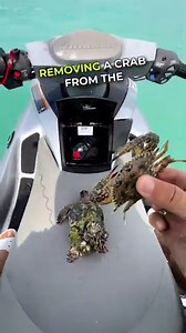41K views · 1.1K reactions | Jet Ski Rider Rescues Turtle from Barnacles  | SonicTurtle | Facebook