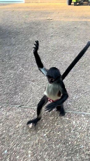 Embracing Spring: Monkeys Yearn for Warm Weather