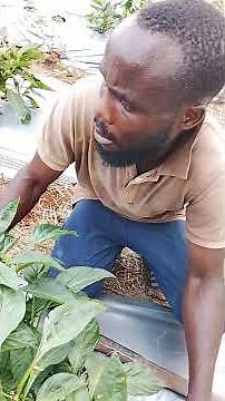 Identifying calcium deficiency in bell pepper farm.