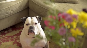 Obviously, Buster the Bulldog needs a better way for his family to show him some love—Healthy Edibles® dog chew treats by Nylabone® will definitely do the trick! With natural, longer-lasting edible chew treats made in the USA, Nylabone® Chews Best™! | Nylabone