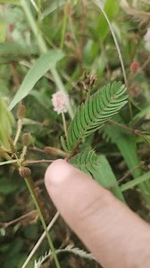 Mimosa pudica, también conocida como la: video de stock (totalmente libre de regalías) 3886132327 | Shutterstock
