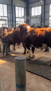 17K views · 72 reactions | A Guide To COW MATING SEASON At Any Age #cow #cows #cowsofinstagram #farm #cattle #farmlife #animals #calf #milk #cowstagram #farming #nature #animal #cowgirl #cowsmakemehappy #love #dairy #highlandcow #moo #farmer #happycows #cowsofig #bull #cowlove #agriculture #cowlover #cowsarecool #dairyfarm #photography #babycow | Animalsgo | Facebook