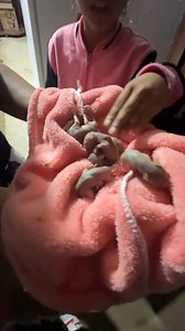 278K views · 7K reactions | Con Berlin rescatamos a zarigüeyas, se las iba a comer un gato. | Jefferson Rescata | Facebook