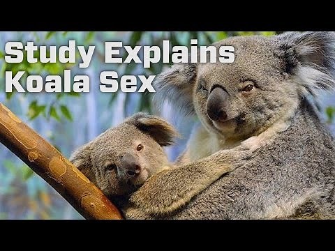 Researchers Give First Look at Koala Mating Habits