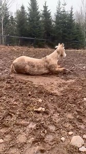 8.1K views · 125 reactions | Chic was making mud angels today. | Meadow Brook Stables | Facebook