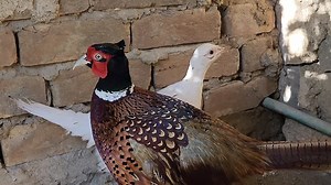 Ringneck Male pheasent with white female || Pheasent pair . . #pheasent #pheasentpair #homebreed | Birds Lover 2