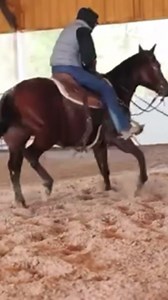 ☘️Bowie Catalog Sale November 4th 2023☘️ Xtra Neat AQHA 2017 Bay Gelding Bay gelding that stands 14.3 hands. He has won $5,500 In the NCHA. He is gentle for anyone and is the same horse every ride, no matter how long he’s been left off. Nice, solid gelding that would work for anyone or any task. Sells 100% sound. | Bowie Texas Livestock: Consignment Horses