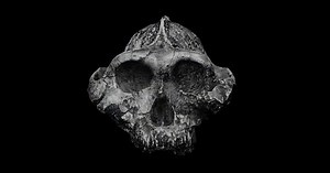 Player choices in Ancestors: The Humankind Odyssey impact tribe or family unit created