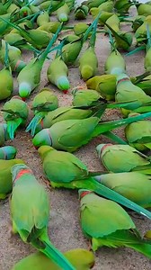 2.1K views · 25 reactions | Beautiful wild ringneck parrot | Wild BIRDS | Facebook