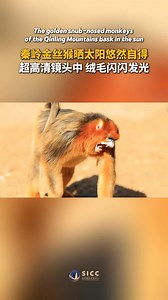 The golden snub-nosed monkeys of the #Qinling Mountains bask in the sun. #Shaanxi #animals | The Silk Road-Shaanxi | Facebook
