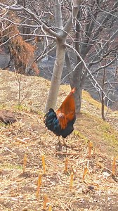 76K views · 2.3K reactions | Beautiful cock #viral | The mountains explorer | Facebook