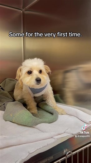 Meet Kirby! A sweet girl who came into our SNAP clinic for her spay surgery. For more info please visit https://snapus.org/compassion4pets/ | Spay-Neuter Assistance Program | Facebook