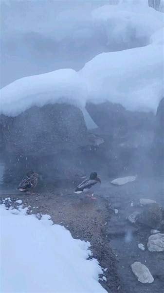 3.3K views · 197 reactions | These ducks have the right idea! Hot Springs  on a cold day  #fairbanks #alaska #chenahotsprings #winterwonderland #hotsprings #geothermal | Chena Hot Springs Resort | Facebook