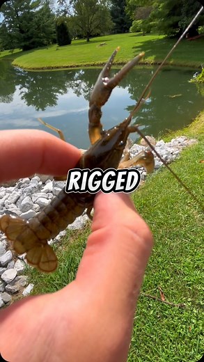 Fishing with a CRAWDAD 🐟🎣 #fishing #fish #bassfishing #livebait | Dryfly Outdoors