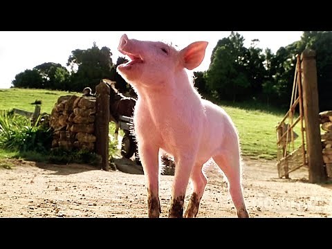 That's why Babe is the greatest kid film ever 🌀 4K