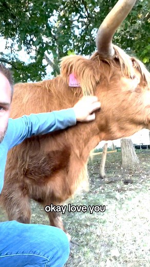 32K views · 1.4K reactions | Meet Mindi, the Alph Female #highlandcow #aww #farmlife #cuteanimals #fluffy | Fluffy Feather Farm | Facebook