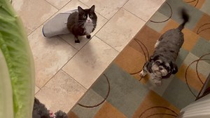 No clue what they're begging for 😂😂😂 | Earl