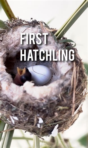 9.9K views · 405 reactions | ❤️What a relief! Our first hatchling is here #hummingbird #garden #gardening #wildlife | Urrbangarden | Facebook