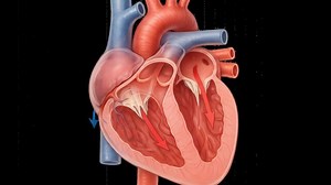 Blood Flow Diagram Images – Browse 14,017 Stock Photos, Vectors, and Video