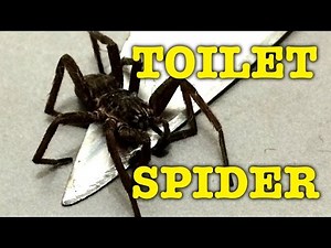 Large Spider Toilet Fright The Quick & The Dead