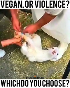 36 reactions · 18 shares | Veganism is not elitist; what is elitist...