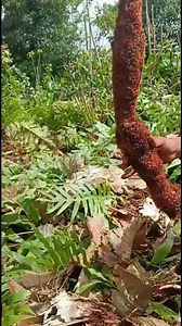 Veg Goat Leg Soup 9385805206| Mudavattukal Kilangu | Mudavattukal Soup Benefits in tamil #shorts Product Link: https://gayuherbals.com/product/mudavattukaal-kizhangu-soup-mix/ | Health and Beauty Secret